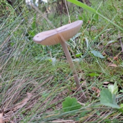 Oudemansiella gigaspora group (Rooting Shank) at Mount Majura - 21 Feb 2024 by abread111