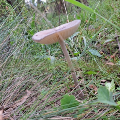 Oudemansiella 'radicata group' (Rooting shank) at Mount Majura - 21 Feb 2024 by abread111