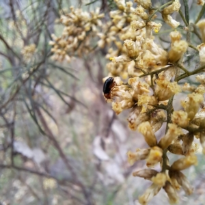 Arsipoda laeviceps at Mount Majura - 21 Feb 2024 03:08 PM