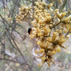 Arsipoda laeviceps at Mount Majura - 21 Feb 2024 03:08 PM