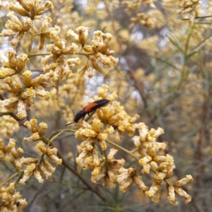 Anilicus xanthomus at Mount Majura - 21 Feb 2024