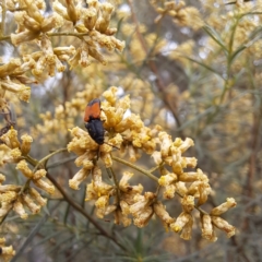 Anilicus xanthomus at Mount Majura - 21 Feb 2024