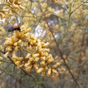 Anilicus xanthomus at Mount Majura - 21 Feb 2024