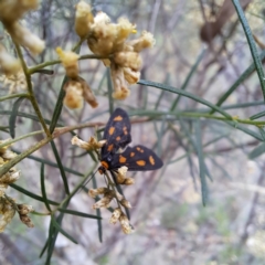 Asura (genus) (a Tiger moth) at Mount Majura - 21 Feb 2024 by abread111