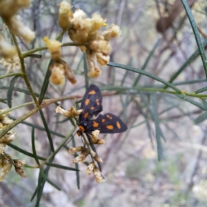 Asura (genus) at Mount Majura - 21 Feb 2024 03:07 PM