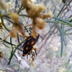 Asura (genus) at Mount Majura - 21 Feb 2024 03:07 PM