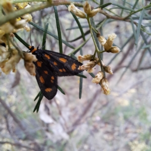 Asura (genus) at Mount Majura - 21 Feb 2024