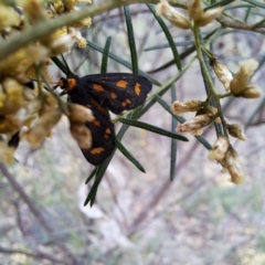 Asura (genus) at Mount Majura - 21 Feb 2024