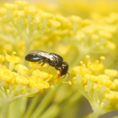 Euryglossinae (subfamily) at Isaacs Ridge and Nearby - 19 Feb 2024 by Harrisi