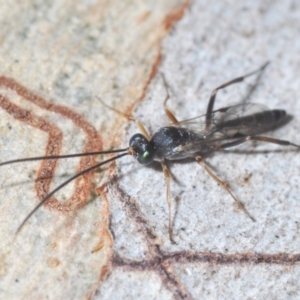 Ichneumonoidea (Superfamily) at Bluetts Block (402, 403, 12, 11) - 22 Feb 2024 05:54 PM