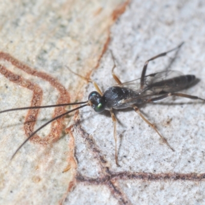 Unidentified Wasp (Hymenoptera, Apocrita) at Denman Prospect, ACT - 22 Feb 2024 by Harrisi