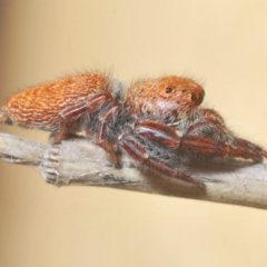 Opisthoncus sp. (genus) at Bluetts Block (402, 403, 12, 11) - 22 Feb 2024 by Harrisi