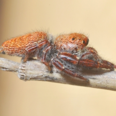 Opisthoncus sp. (genus) at Bluetts Block (402, 403, 12, 11) - 22 Feb 2024 by Harrisi
