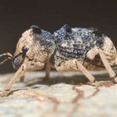 Aades cultratus (Weevil) at Piney Ridge - 22 Feb 2024 by Harrisi