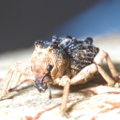 Aades cultratus at Block 402 - 22 Feb 2024