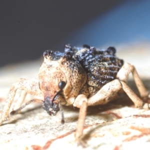 Aades cultratus at Bluetts Block (402, 403, 12, 11) - 22 Feb 2024