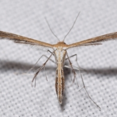 Stangeia xerodes (A plume moth) at Jerrabomberra, NSW - 22 Feb 2024 by DianneClarke