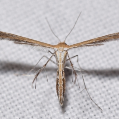 Stangeia xerodes (A plume moth) at QPRC LGA - 22 Feb 2024 by DianneClarke