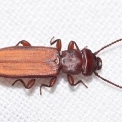 Platisus sp. (genus) (Flat bark beetle) at QPRC LGA - 22 Feb 2024 by DianneClarke