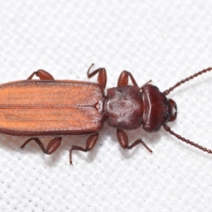 Platisus sp. (genus) at QPRC LGA - suppressed