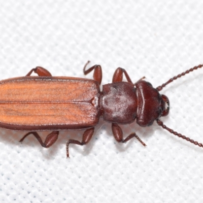 Platisus sp. (genus) (Flat bark beetle) at QPRC LGA - 22 Feb 2024 by DianneClarke