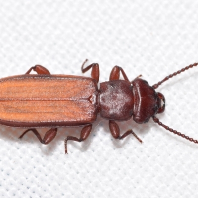 Platisus sp. (genus) (Flat bark beetle) at Jerrabomberra, NSW - 22 Feb 2024 by DianneClarke