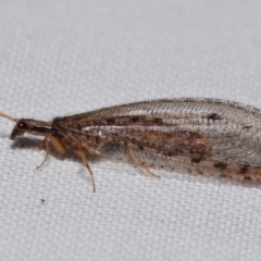 Stenosmylus tenuis (Osmylid lacewing) at QPRC LGA - 22 Feb 2024 by DianneClarke