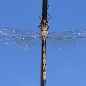 Hemicordulia australiae at Wellington Point, QLD - 19 Feb 2024