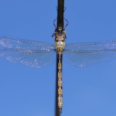 Unidentified Dragonfly (Anisoptera) at Wellington Point, QLD - 18 Feb 2024 by TimL