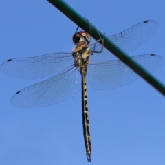 Hemicordulia australiae at Wellington Point, QLD - 19 Feb 2024