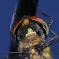 Hemicordulia australiae at Wellington Point, QLD - 19 Feb 2024