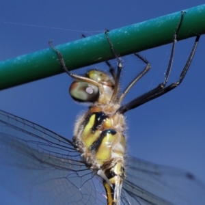 Hemicordulia australiae at Wellington Point, QLD - 19 Feb 2024