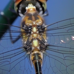 Hemicordulia australiae at Wellington Point, QLD - suppressed