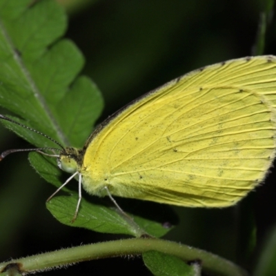 Eurema sp. (Genus) (Grass Yellow Butterflies) at Wellington Point, QLD - 21 Feb 2024 by TimL