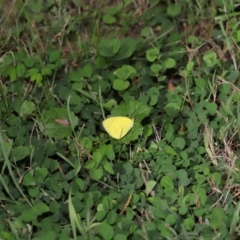 Eurema sp. (Genus) at Wellington Point, QLD - suppressed