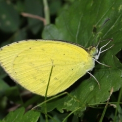 Eurema sp. (Genus) at Wellington Point, QLD - suppressed