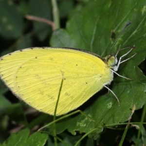 Eurema sp. (Genus) at Wellington Point, QLD - suppressed