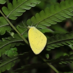 Eurema sp. (Genus) at Wellington Point, QLD - suppressed
