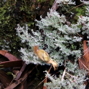 Mysticarion porrectus at New England National Park - 21 Feb 2024 12:06 PM