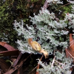 Mysticarion porrectus (Golden Semi-slug) at New England National Park - 21 Feb 2024 by Csteele4