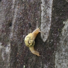 Mysticarion porrectus at New England National Park - 21 Feb 2024