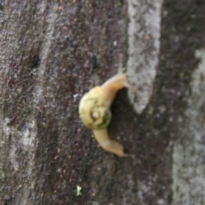 Mysticarion porrectus at New England National Park - 21 Feb 2024