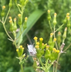 Senecio (genus) (A Fireweed) at QPRC LGA - 21 Feb 2024 by JaneR