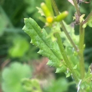 Senecio sp. at QPRC LGA - 21 Feb 2024