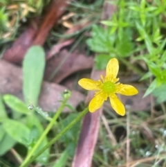 Ranunculus plebeius (Forest Buttercup) at Tallaganda State Forest - 21 Feb 2024 by JaneR