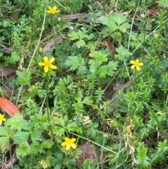 Ranunculus plebeius at QPRC LGA - 21 Feb 2024 11:06 AM