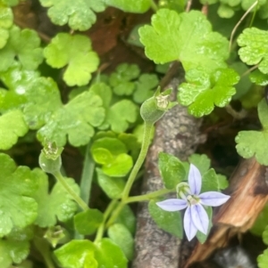 Lobelia pedunculata at Tallaganda State Forest - 21 Feb 2024