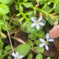 Lobelia pedunculata at Tallaganda State Forest - 21 Feb 2024 11:05 AM