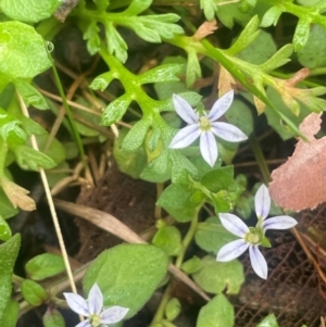 Lobelia pedunculata at Tallaganda State Forest - 21 Feb 2024