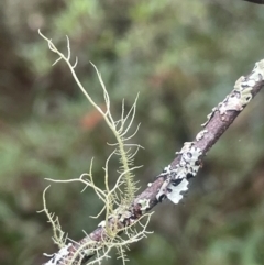 Usnea sp. (genus) (Bearded lichen) at Tallaganda State Forest - 21 Feb 2024 by JaneR
